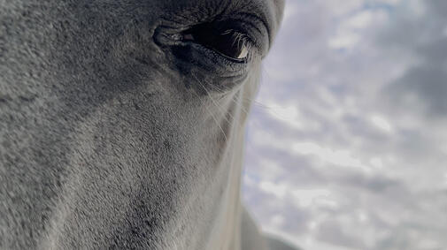 Heiner Franzen, KOPPELN, mehrkanalige Videoinstallation, 2025, Still.